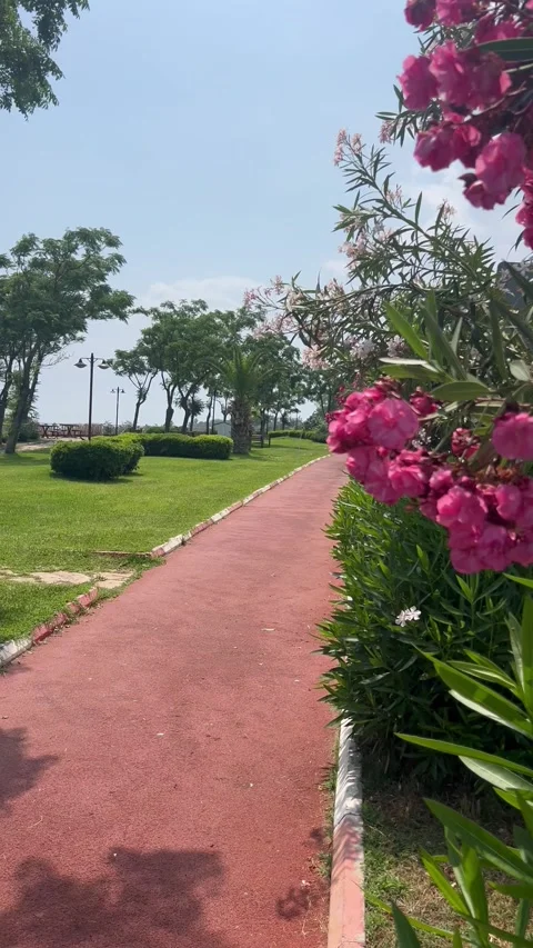 Pink jogging road from EPDM rubber in nature between oleander flowers Stock-Footage 337021781