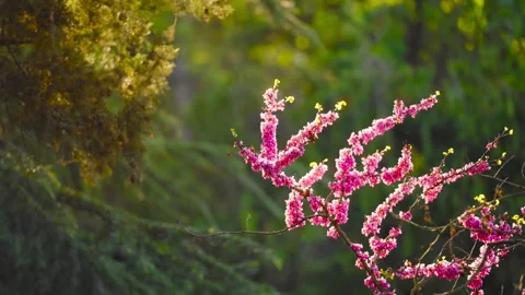Pink Judas tree blossom in spring sunlight, Tbilisi Stock Footage 345098237