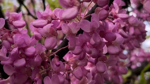 Pink Judas tree flowers with opened and closed buds close up in city park Video stock 327884990