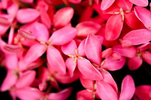 Pink Jungle Geranium 库存照片