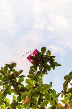 Pink Kite Stuck in Tree Canopy Stock Photos