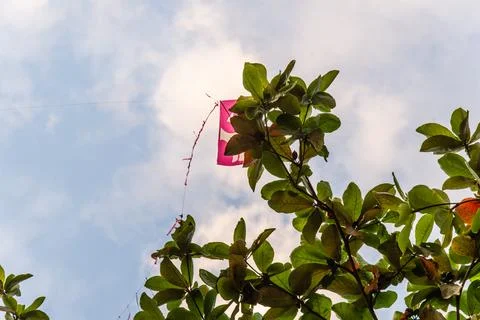 Pink Kite Stuck in Tree Canopy Stock Photos