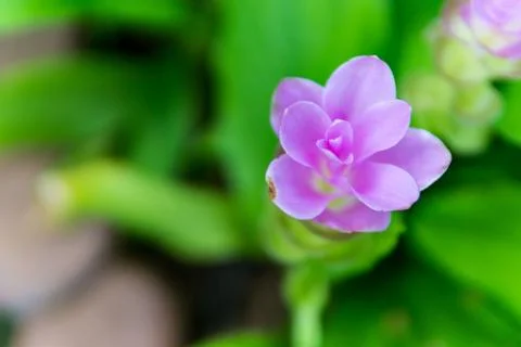 Pink krachiew flowers Stock Photos