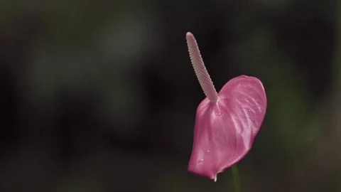 Pink lace leaf with dew drops on it Stock Footage 77804137