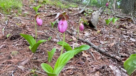 Pink lady slippers in bloom Stockbeeldmateriaal 335003828