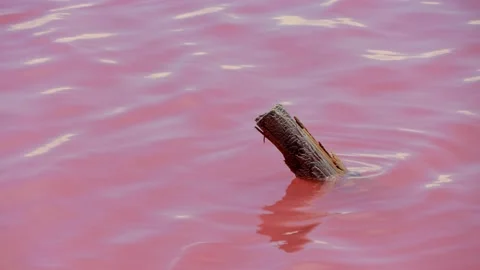 A pink lake water surface view. The scenic salt mining wooden pillars Stock Footage 165592260