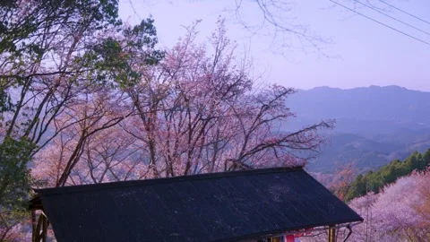 Pink Landscape of Japan in Spring, Sakura Blooming Across Entire Mountain Stock Footage 340779940