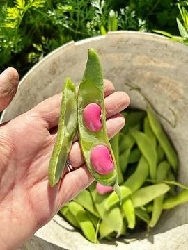Pink large beans Stock Photos