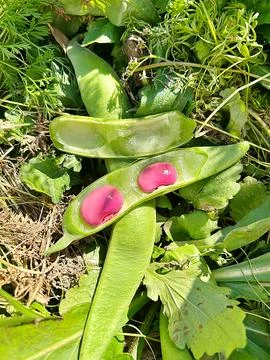 Pink large beans Stock Photos