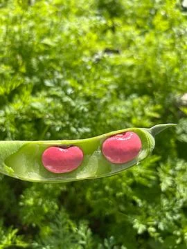 Pink large beans Stock Photos