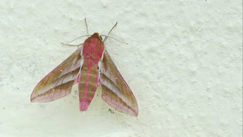A pink large elephant hawk moth resting on a wall - close up 1. 4K locked tripod Stock Footage 158761897