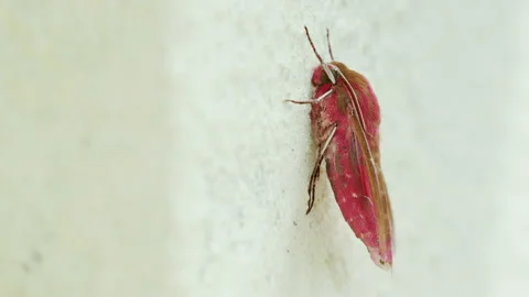 A pink large elephant hawk moth resting on a wall - close up 2. 4K locked tripod Stock Footage 158762813