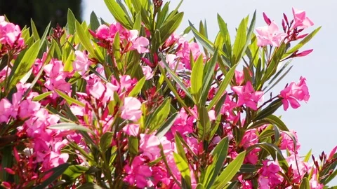 Pink Laurel Stock Footage 91552876