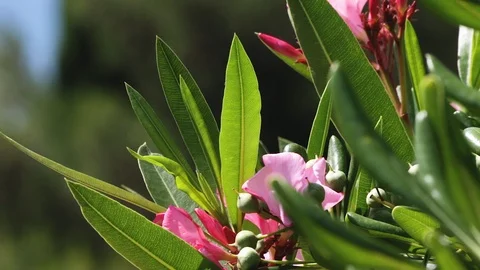 Pink Laurel Stock Footage 91552994