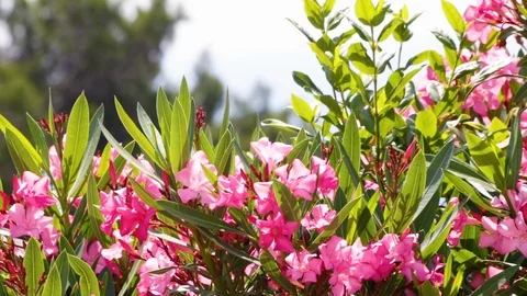 Pink Laurel Stock Footage 91553007