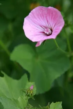 Pink lavater Stock-Fotos