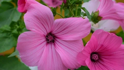 Pink lavatera close-up Stock Footage 117905910