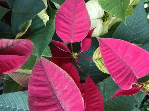 Pink leaf C 写真素材