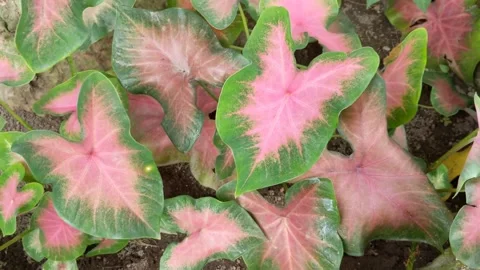 Pink leaf caladium, rainbow abstract caladium plants 스톡 동영상 317086363