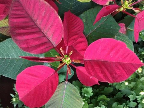 Pink leaf D 写真素材