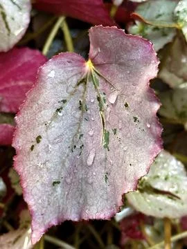 Pink Leaf Dewdrops Stock Photos
