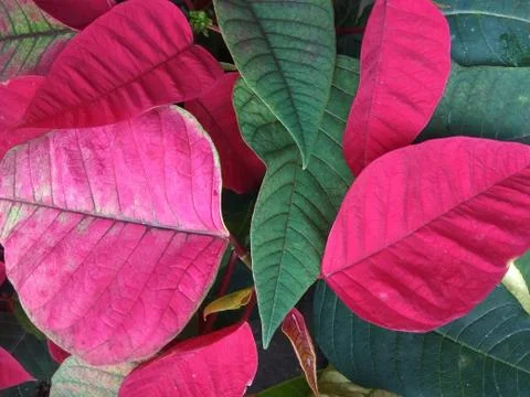 Pink leaf E 写真素材