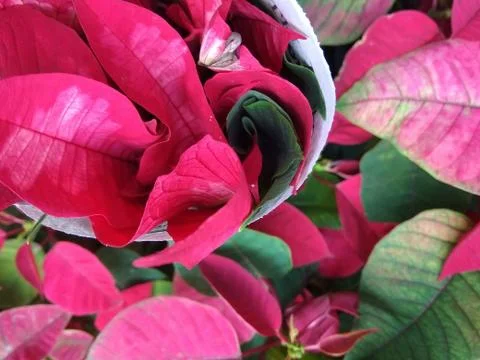 Pink leaf G Stock Photos