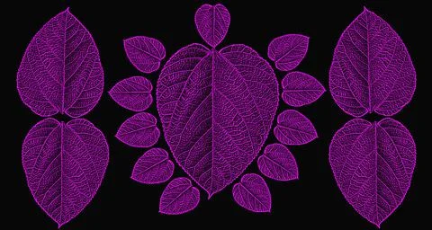 Pink leaf graphic on black background Various designs Stock Illustration