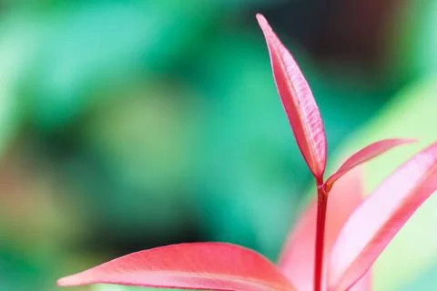 Pink leaf with green background. Stock Photos