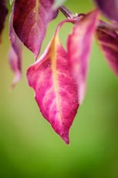 Pink leaf in a green gradient background Stock Photos