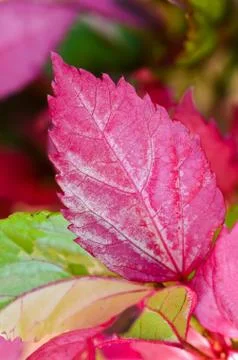Pink leaf of the hibiscus Stock Photos