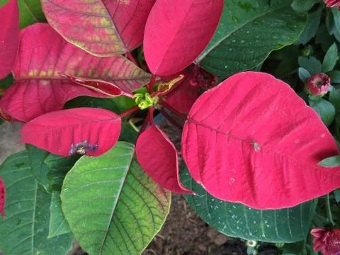 Pink leaf I 写真素材