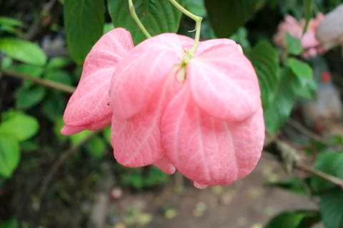 Pink leaf Stock Photos