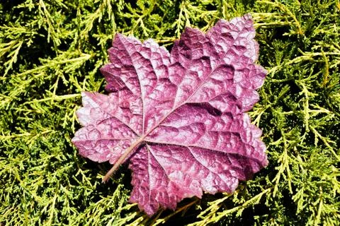 Pink leaf Stock Photos