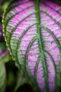 The Pink leaf Stock Photos