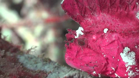 Pink Leaf Scorpionfish Stock Footage 146303929