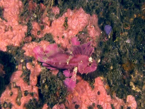 Pink leaf scorpionfish moving with the waves. Stock Footage