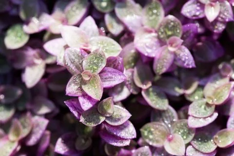 Pink leaf texture background with dew drops Stock Photos