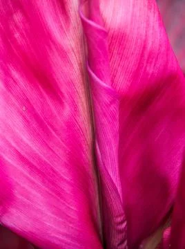 Pink leaf texture background Foto stock