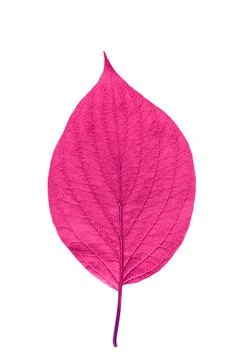 Pink leaf with texture isolated on white Stock Photos