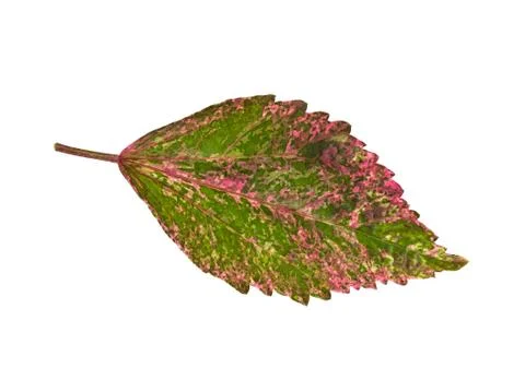 Pink Leaf Texture Stock Photos