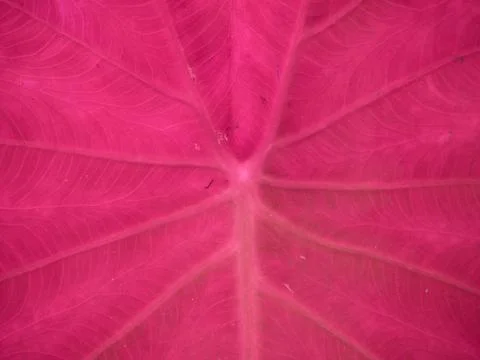Pink leaf texture text space for commercial used. Stock Photos