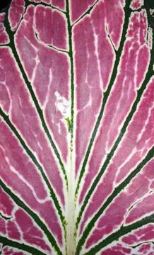 Pink Leaf Vein Pattern Macro Nature Background Stock Photos