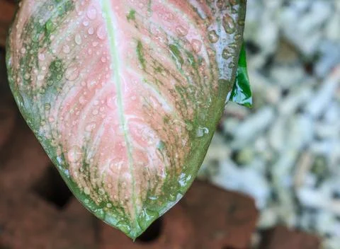 Pink leaf with water drops Stock-Fotos