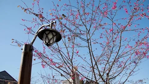 Pink leafs tree in Taiwan HD 44 Stock Footage 145431591