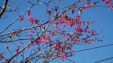 Pink leafs tree in Taiwan HD 43 Stock Footage 145431626