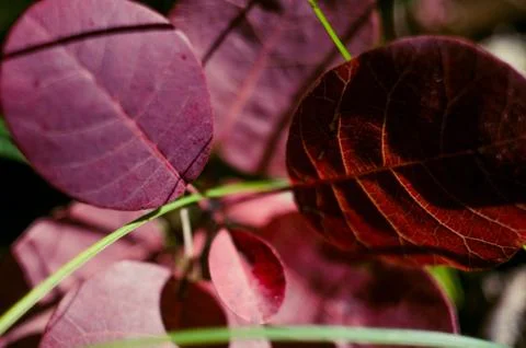 Pink leaves macro Stock Photos