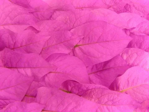 Pink leaves Stock Photos