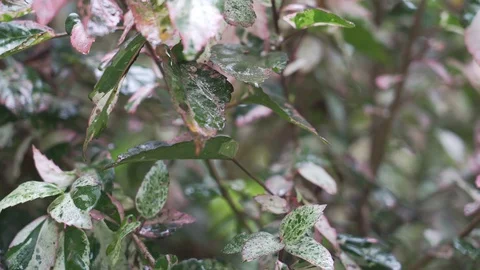 Pink Leaves rain 스톡 동영상 128574697