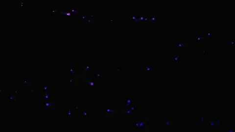Pink light bubbles waving in night Stock-Footage 259262338
